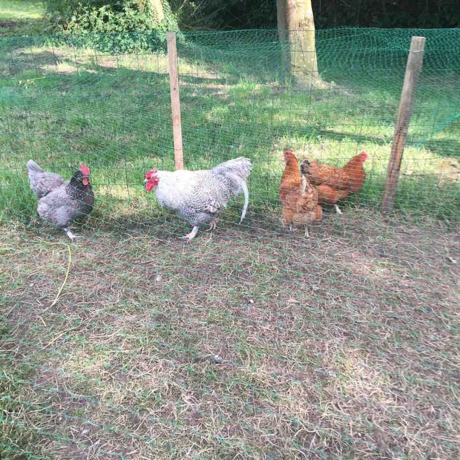 Appartamento Au Coeur De La Flandre Noordpeene Esterno foto